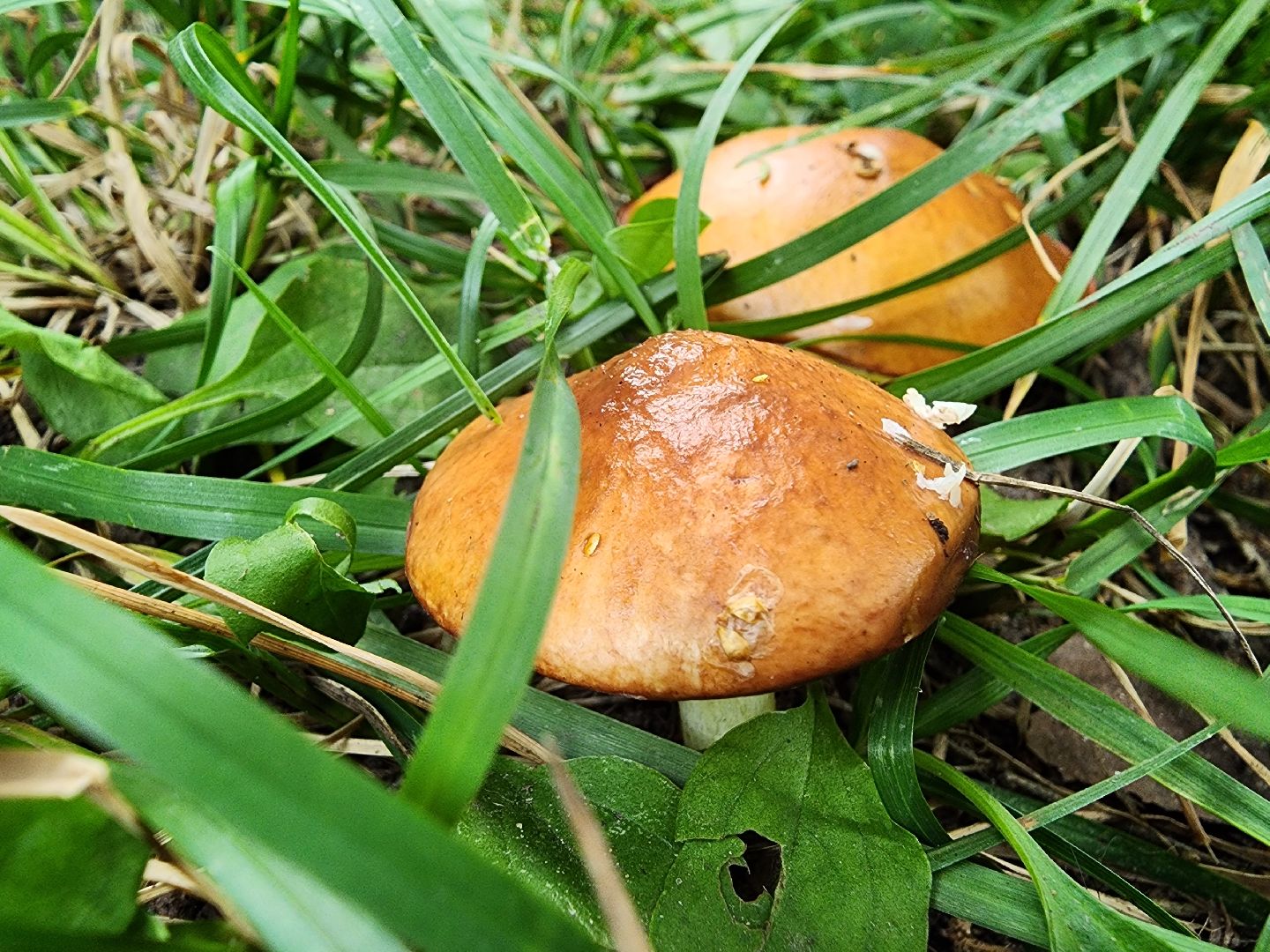 тихая охота, грибы, сбор грибов, Старая Купавна, Богородский городской округ,