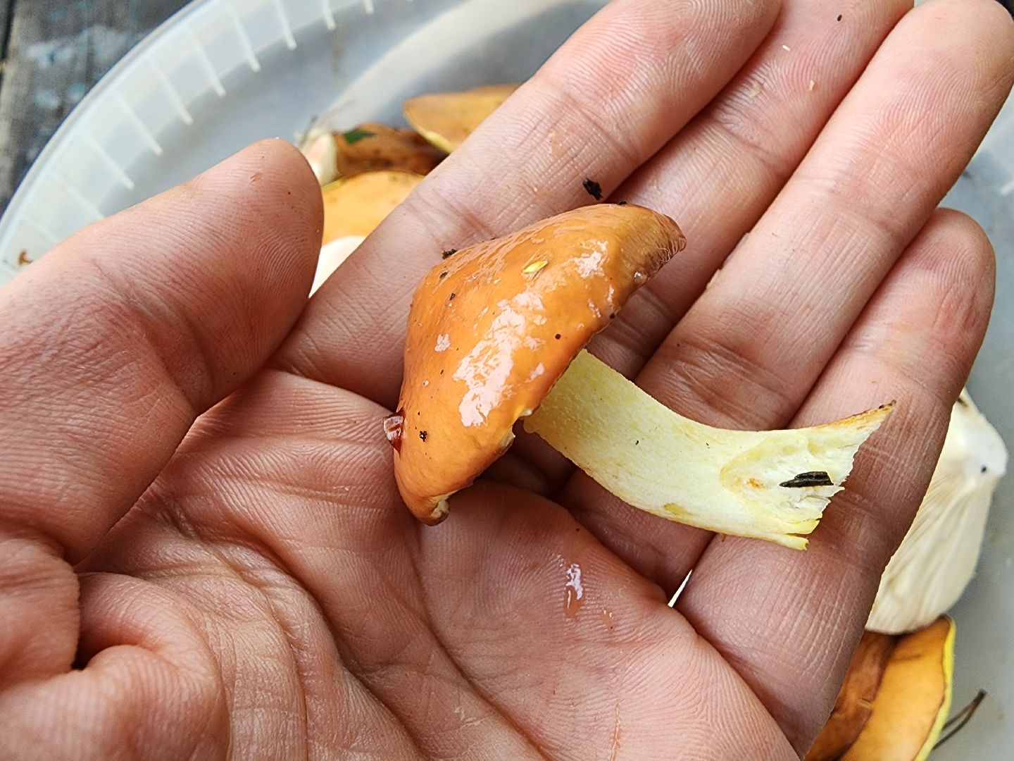 тихая охота, грибы, сбор грибов, Старая Купавна, Богородский городской округ,