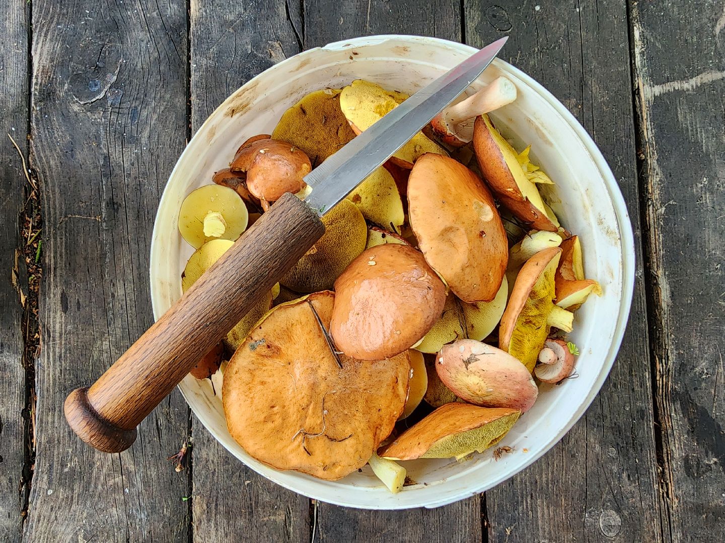 тихая охота, грибы, сбор грибов, Старая Купавна, Богородский городской округ,