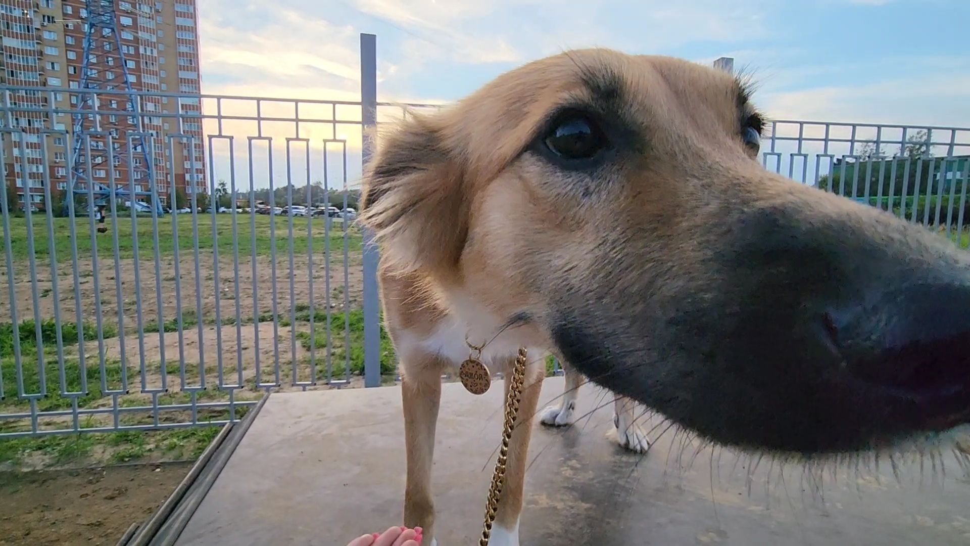 одинцово, благоустройство, площадка для выгула собак,