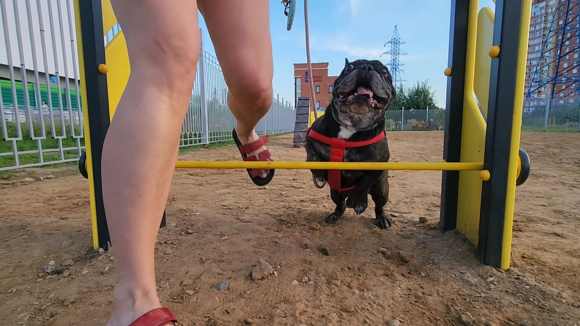 одинцово, благоустройство, площадка для выгула собак,