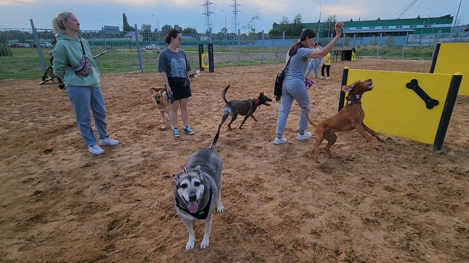 одинцово, благоустройство, площадка для выгула собак,