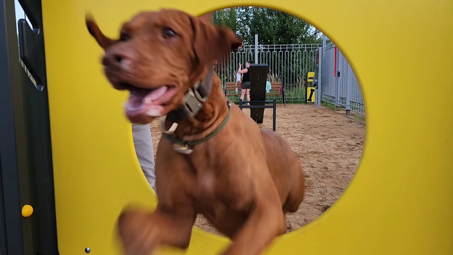 одинцово, благоустройство, площадка для выгула собак,