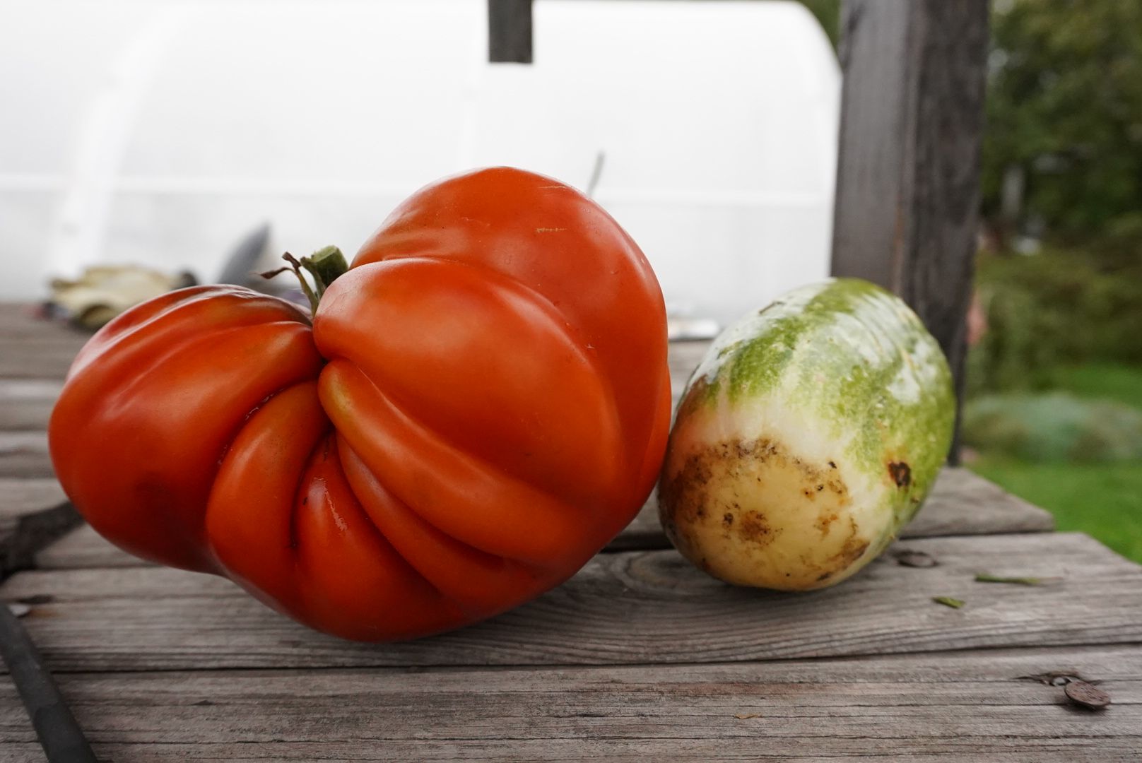 Павловский Посад, Городской округ Павловский Посад, Помидор, Рекорд, Хозяйство, Люди,Чебурашка, день рождения Чебурашки, Успенский,