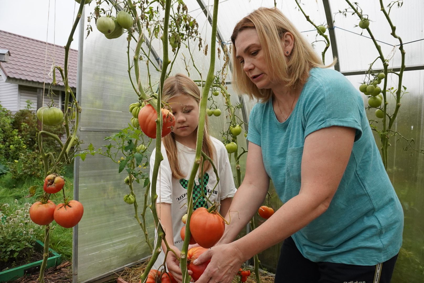 Павловский Посад, Городской округ Павловский Посад, Помидор, Рекорд, Хозяйство, Люди,Чебурашка, день рождения Чебурашки, Успенский,