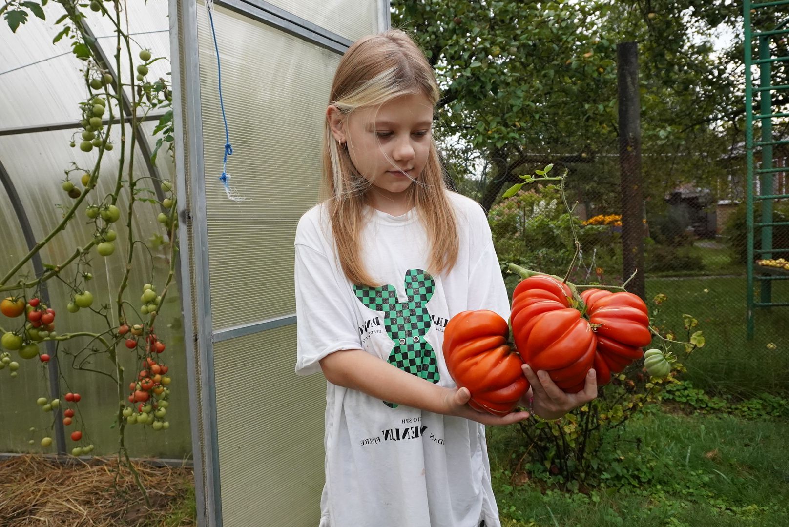 Павловский Посад, Городской округ Павловский Посад, Помидор, Рекорд, Хозяйство, Люди,Чебурашка, день рождения Чебурашки, Успенский,