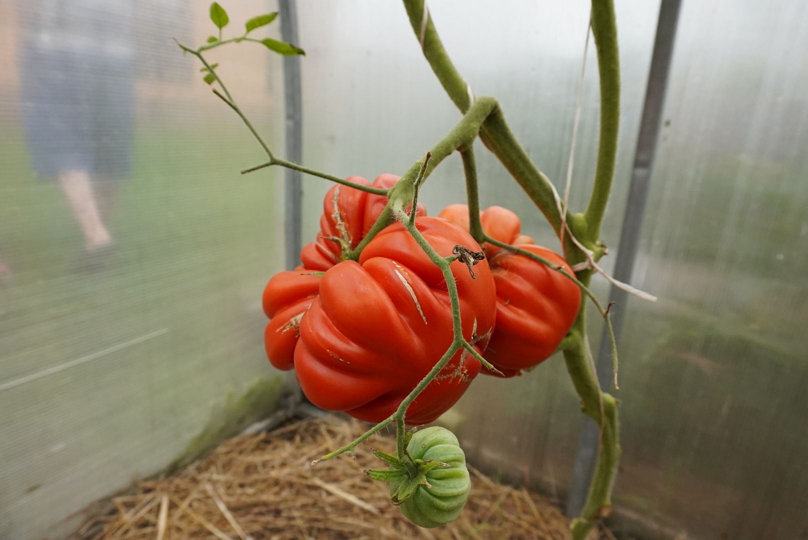 Павловский Посад, Городской округ Павловский Посад, Помидор, Рекорд, Хозяйство, Люди,Чебурашка, день рождения Чебурашки, Успенский,