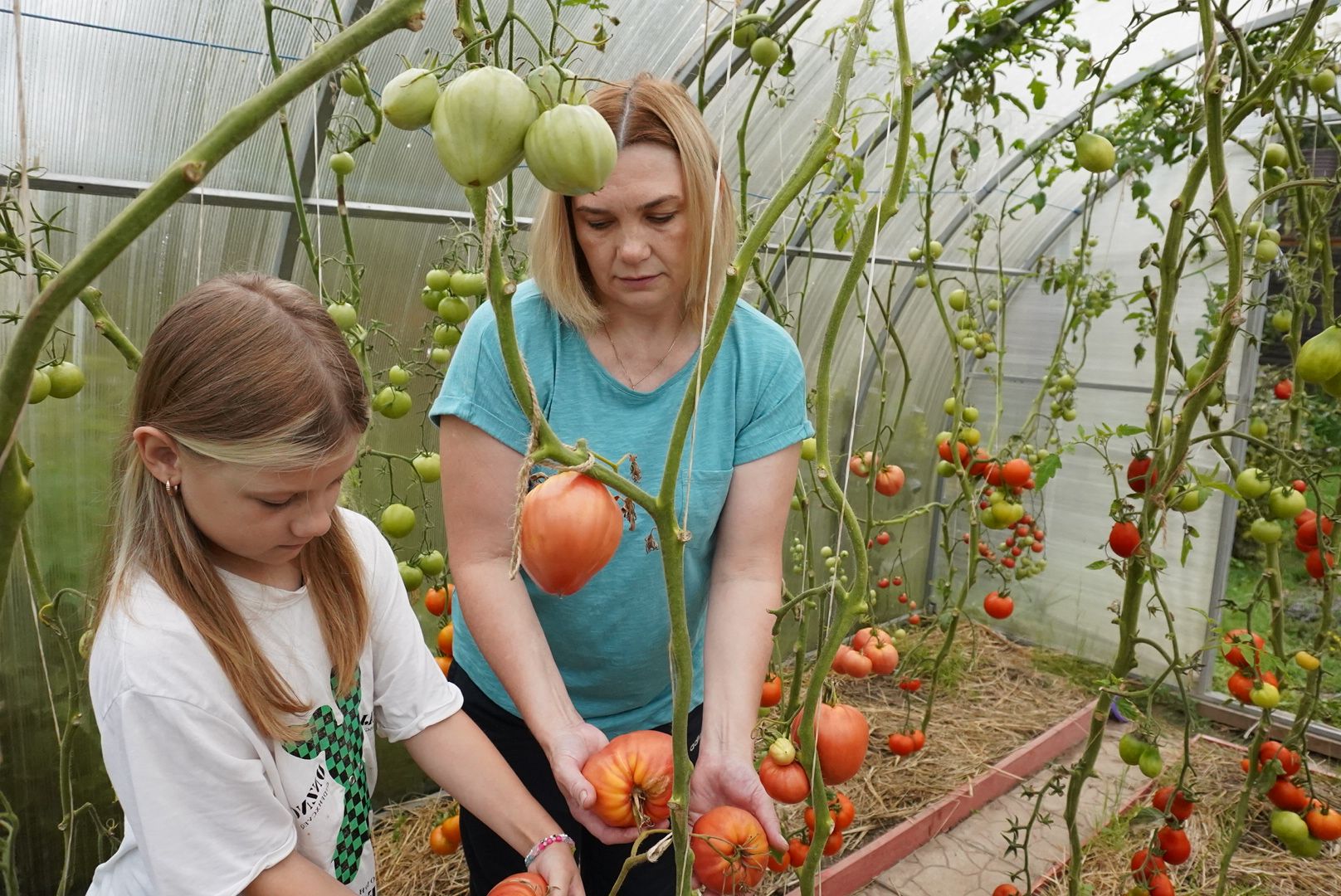 Павловский Посад, Городской округ Павловский Посад, Помидор, Рекорд, Хозяйство, Люди,Чебурашка, день рождения Чебурашки, Успенский,
