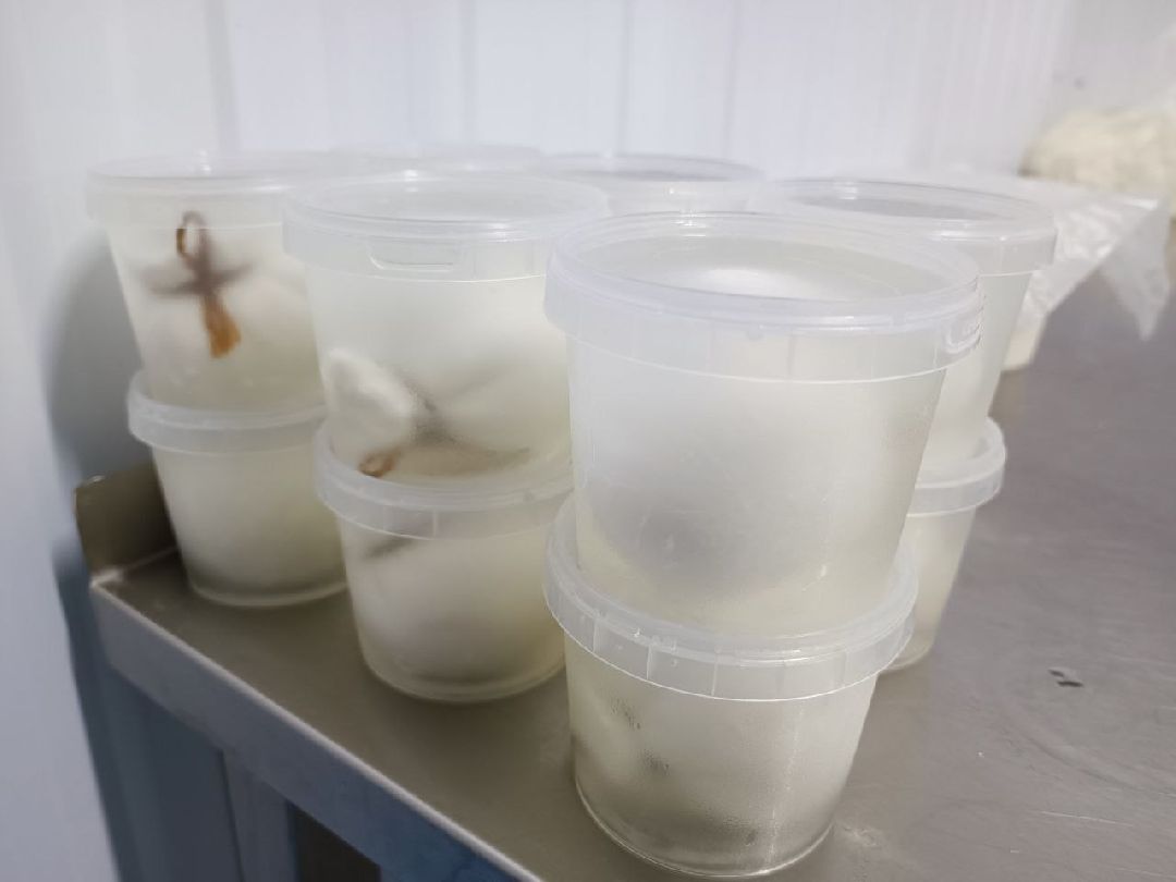 Можайск, общество