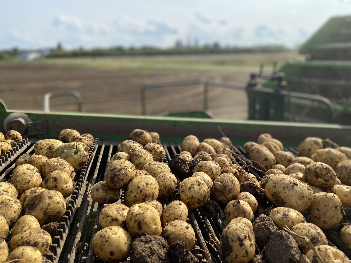Коломна, Сельское хозяйство, уборочная кампания, картофель,