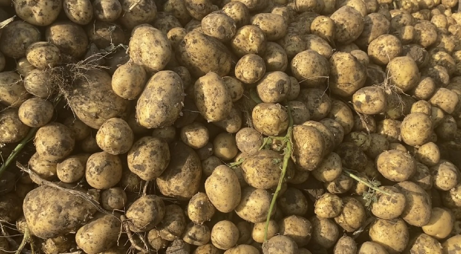 Коломна, Сельское хозяйство, уборочная кампания, картофель,