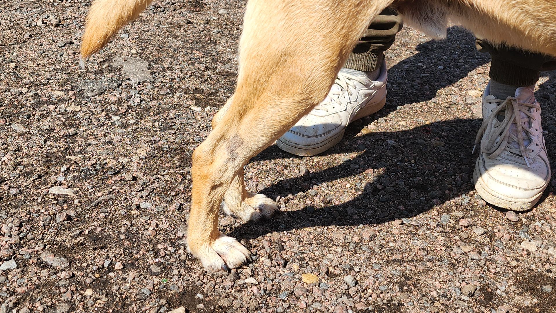 Солнечногорск, благотворительность, животные, волонтеры, пес Руфус,
