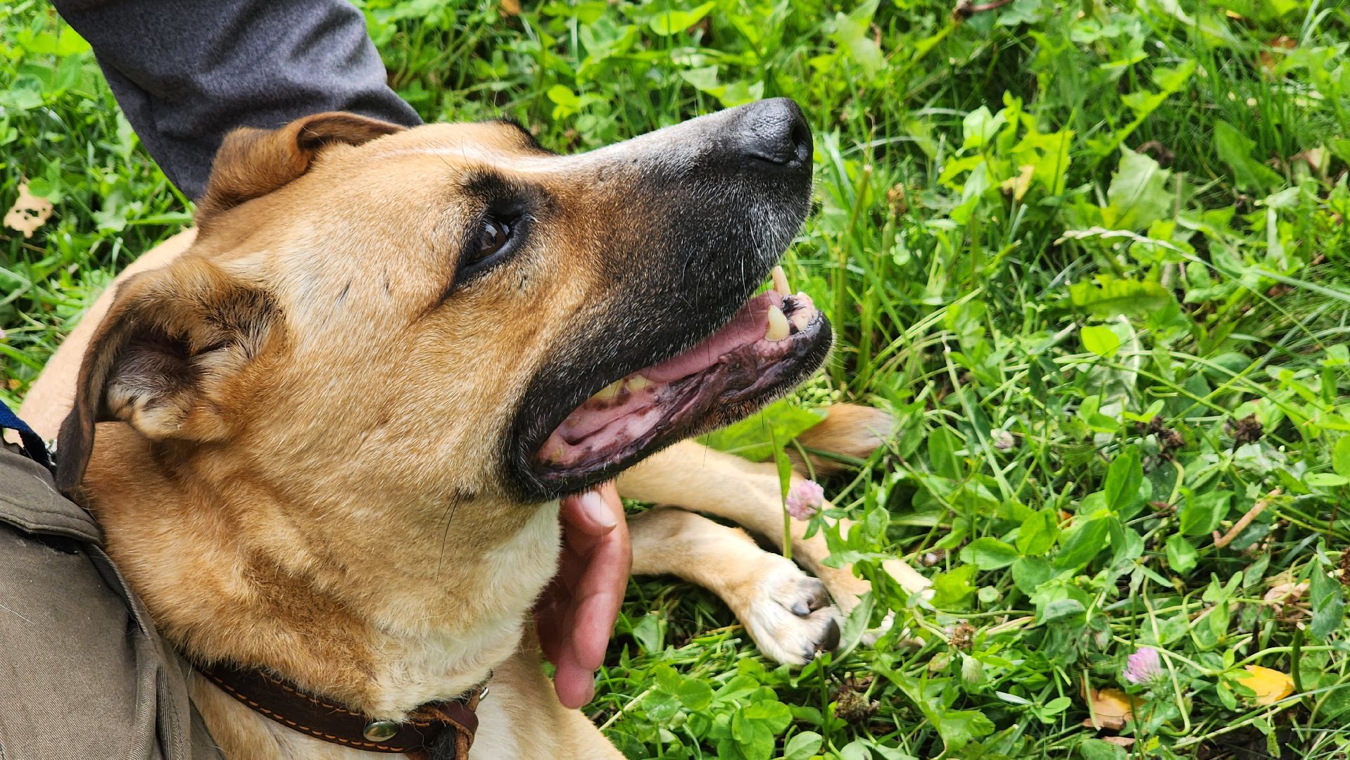 Солнечногорск, благотворительность, животные, волонтеры, пес Руфус,