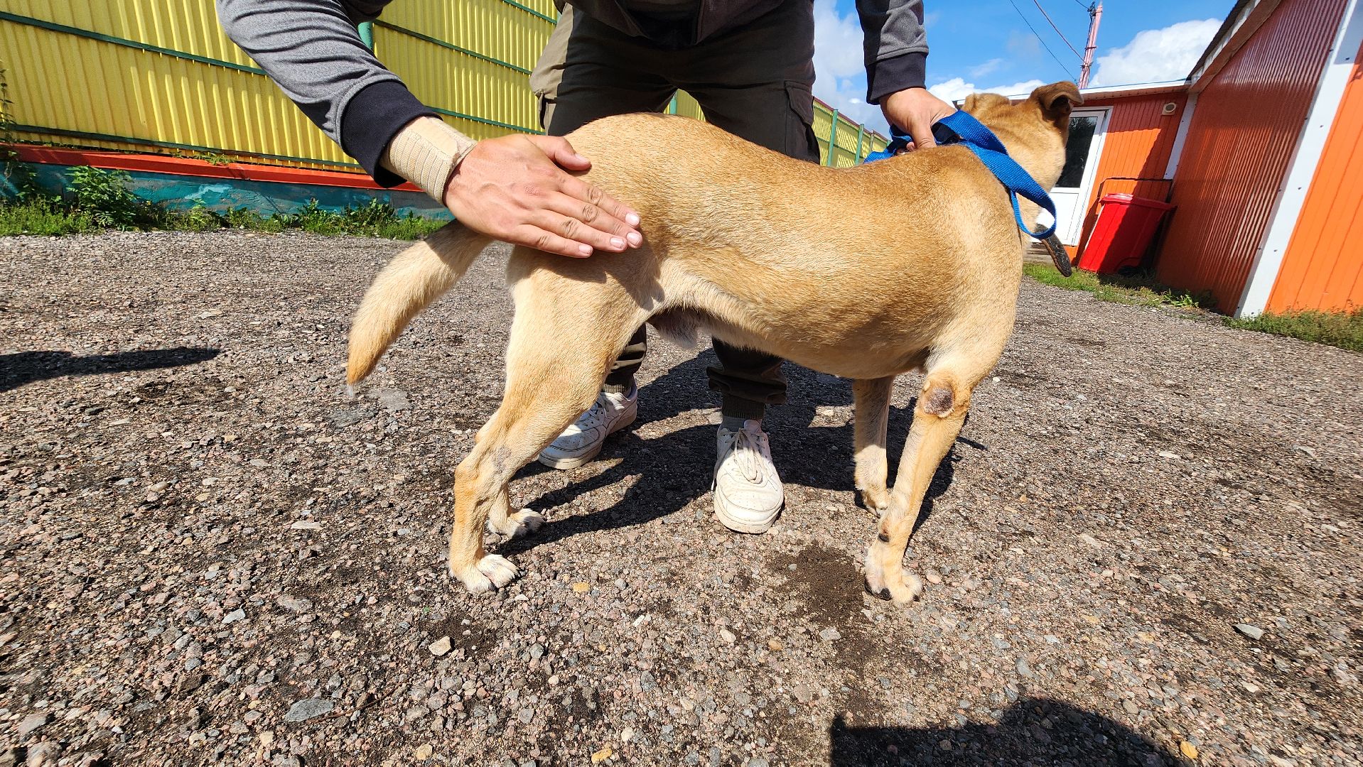Солнечногорск, благотворительность, животные, волонтеры, пес Руфус,