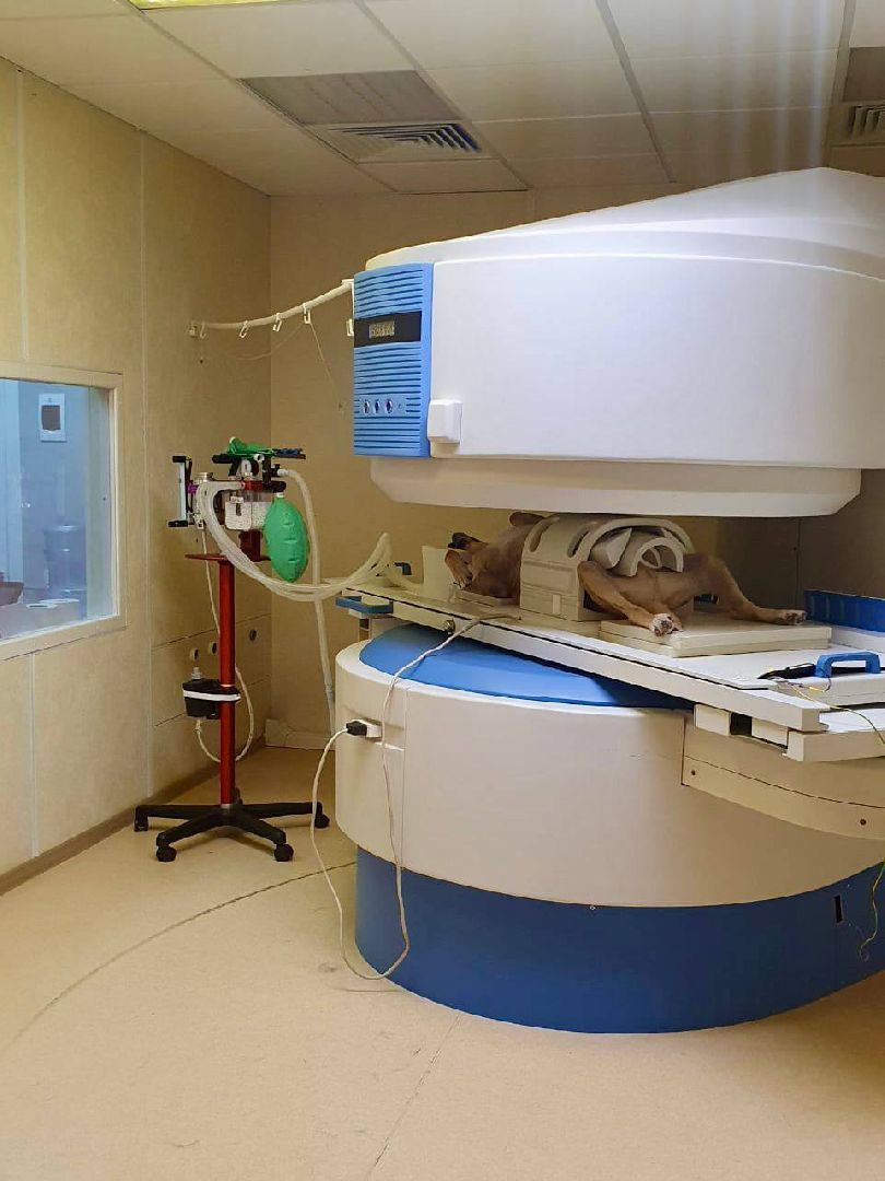 Солнечногорск, благотворительность, животные, волонтеры, пес Руфус,