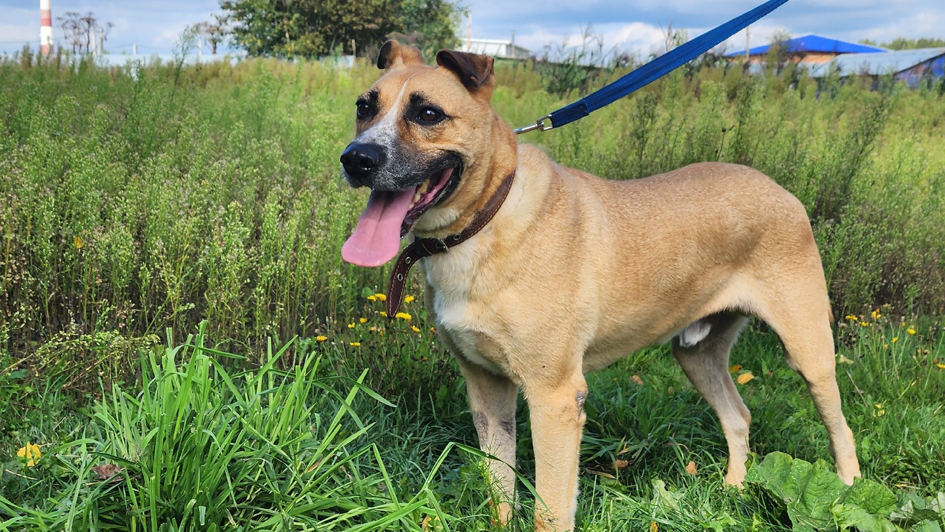 Солнечногорск, благотворительность, животные, волонтеры, пес Руфус,