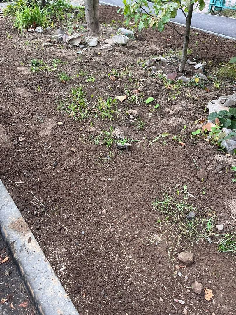 пушкино, газон, благоустройство, комплексное благоустройство, трава, коммунальная служба,