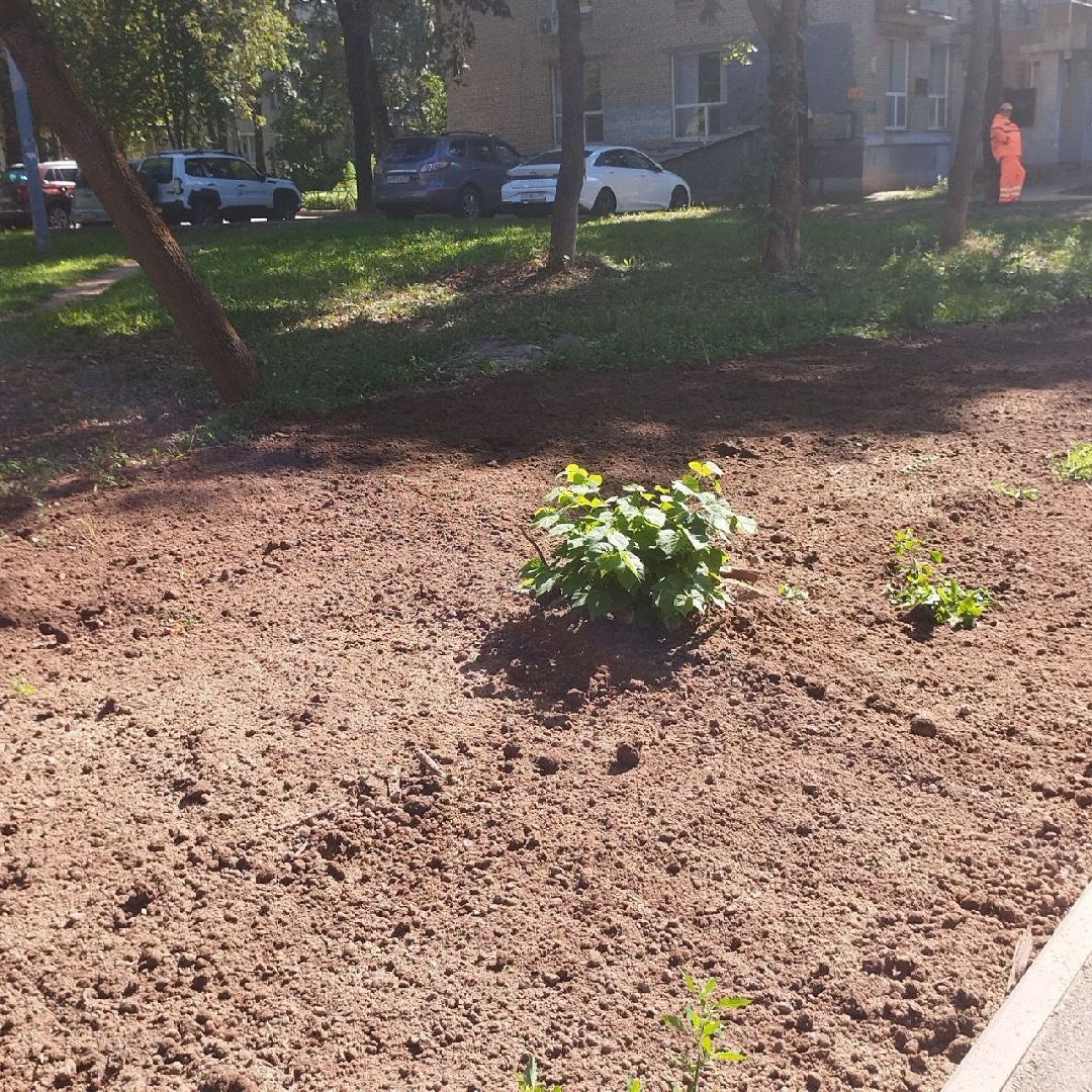 пушкино, газон, благоустройство, комплексное благоустройство, трава, коммунальная служба,