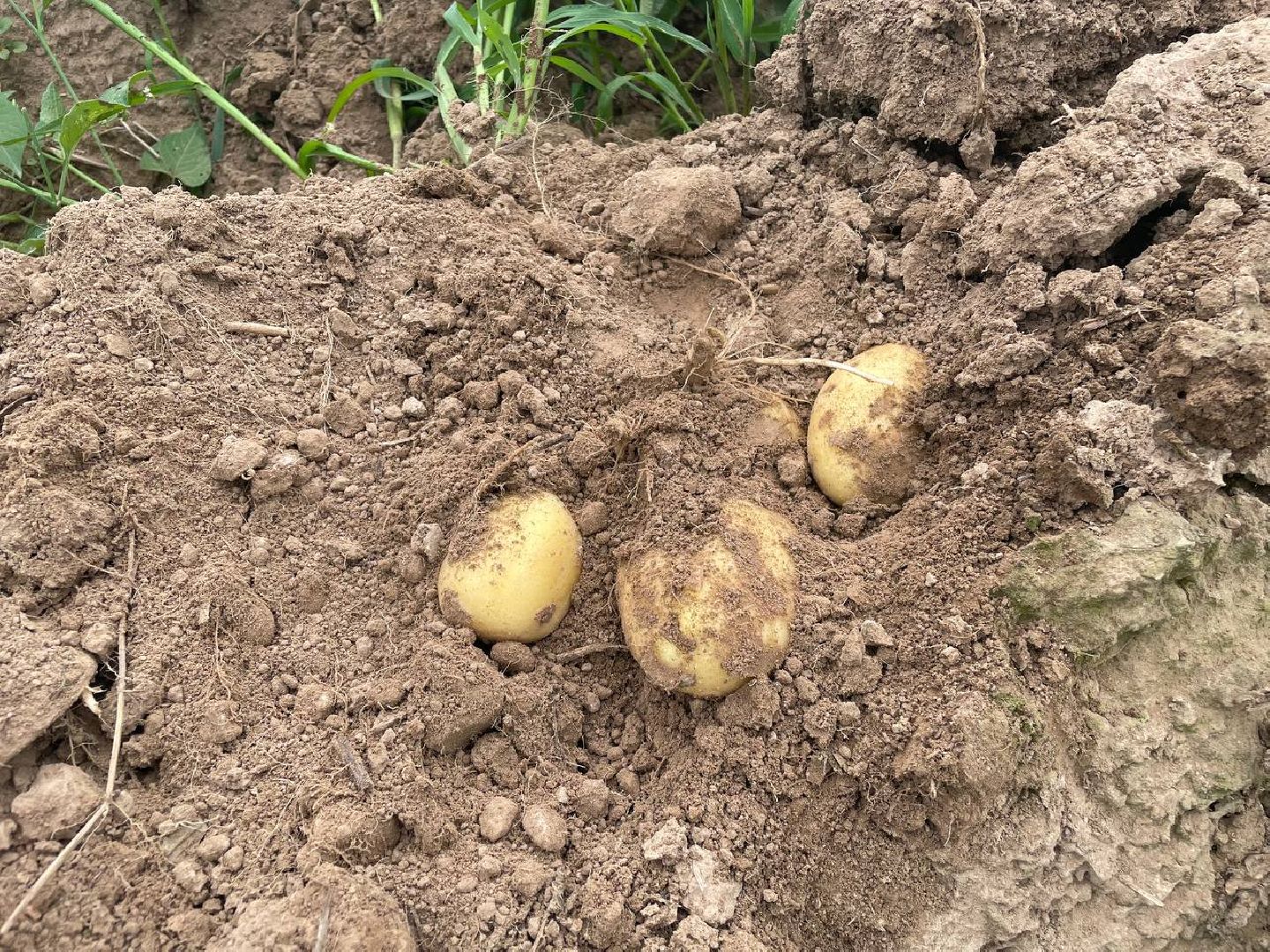 Дмитров, Агрохолдинг Дмитровские овощи, Минсельхоз,