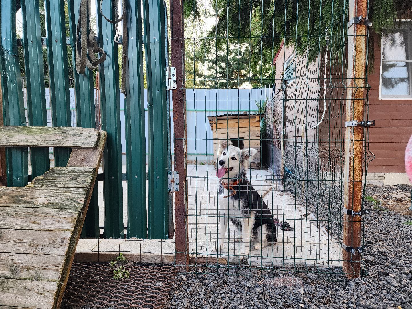 Подольск, зоозащитник, игорь айрапетян, Собаки, помощь животным,приют для собак,