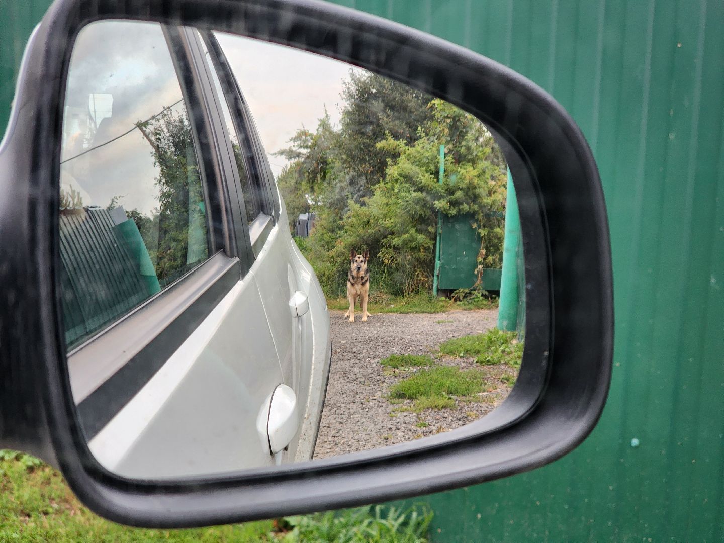 Подольск, зоозащитник, игорь айрапетян, Собаки, помощь животным,приют для собак,