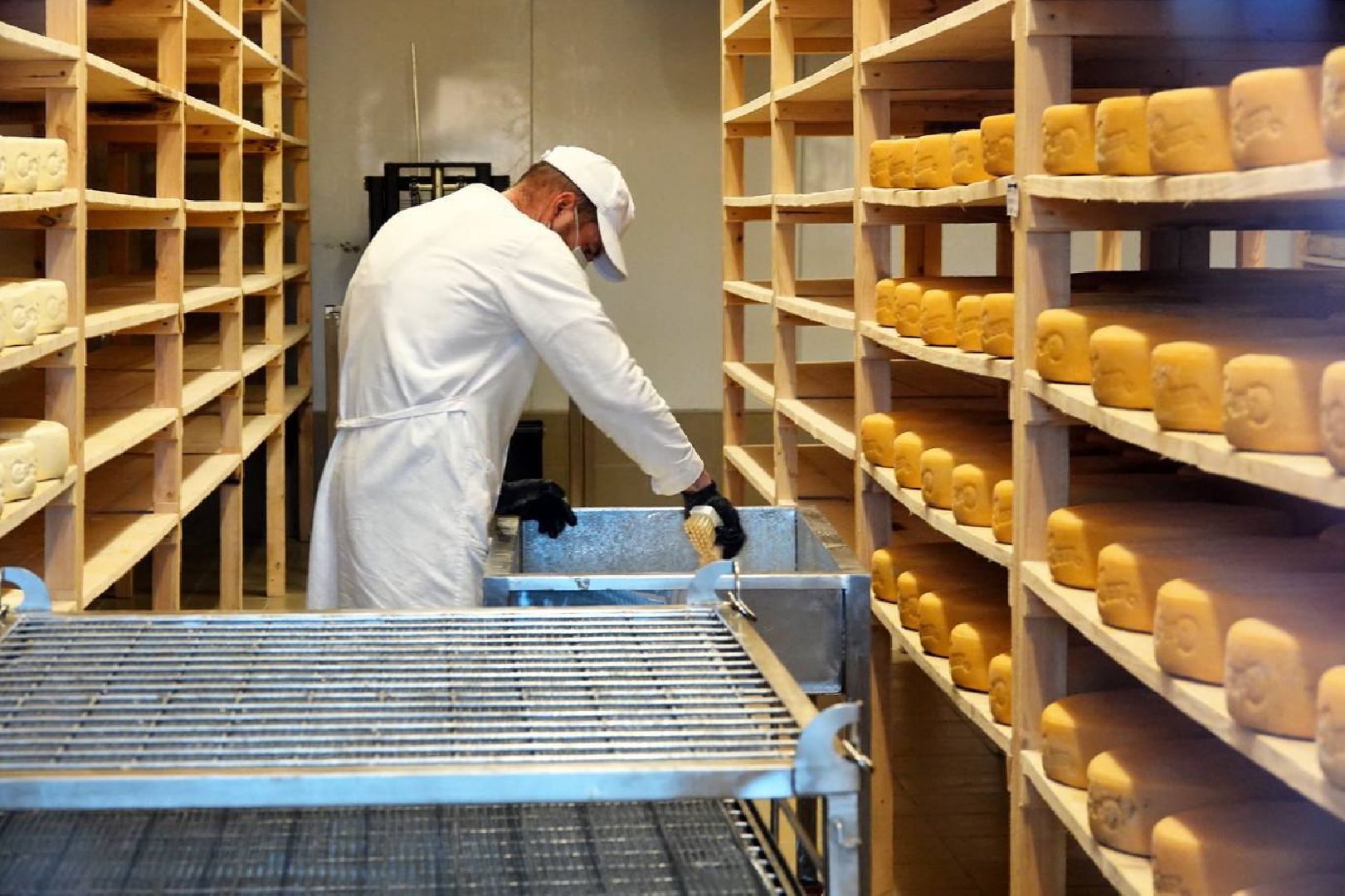 Сыр, Сельское хозяйство, Фермерство, Господдержка, Сыроварня, Фермерская продукция, Сергиево-Посадский городской округ,