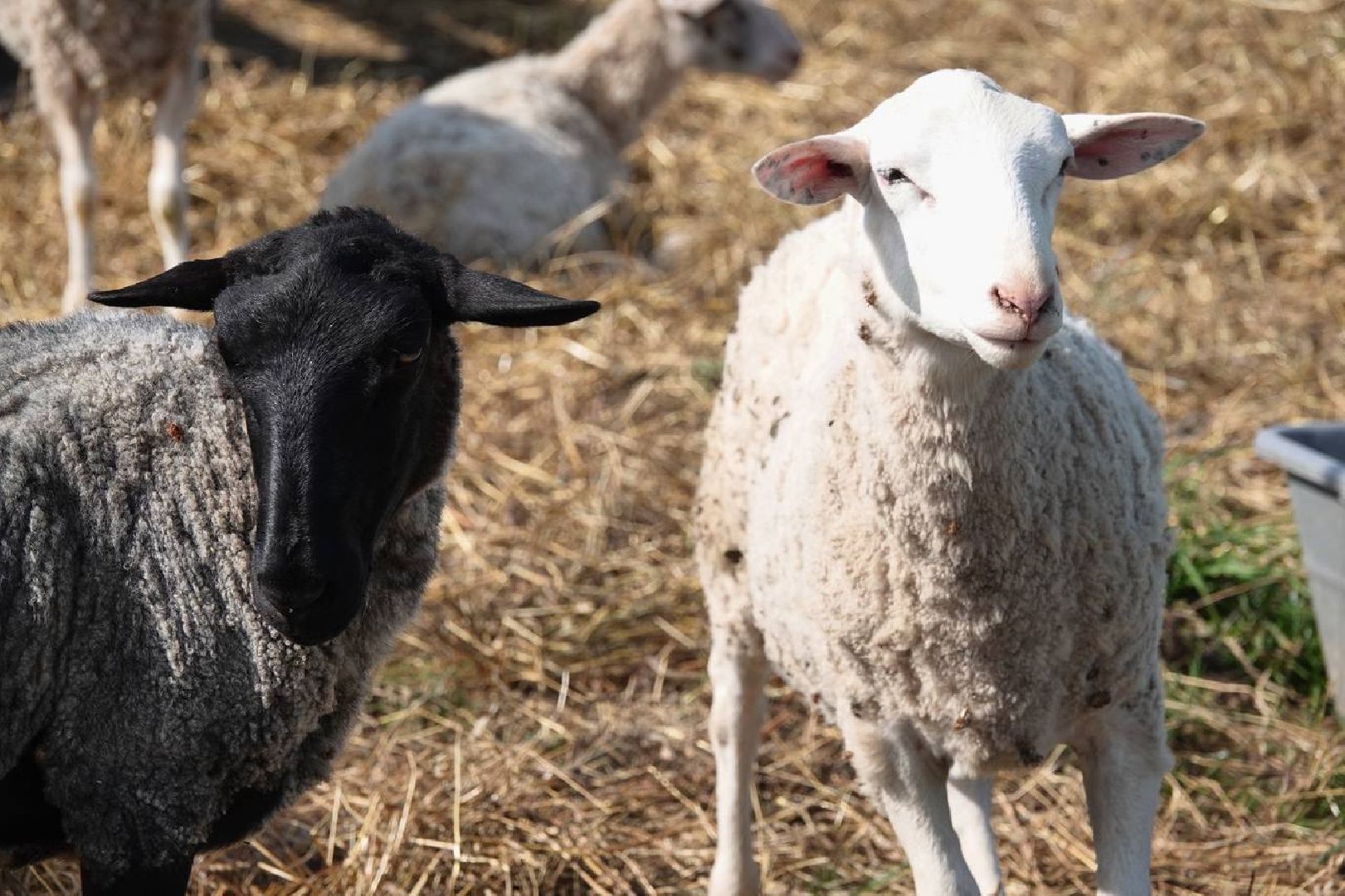 Сыр, Сельское хозяйство, Фермерство, Господдержка, Сыроварня, Фермерская продукция, Сергиево-Посадский городской округ,
