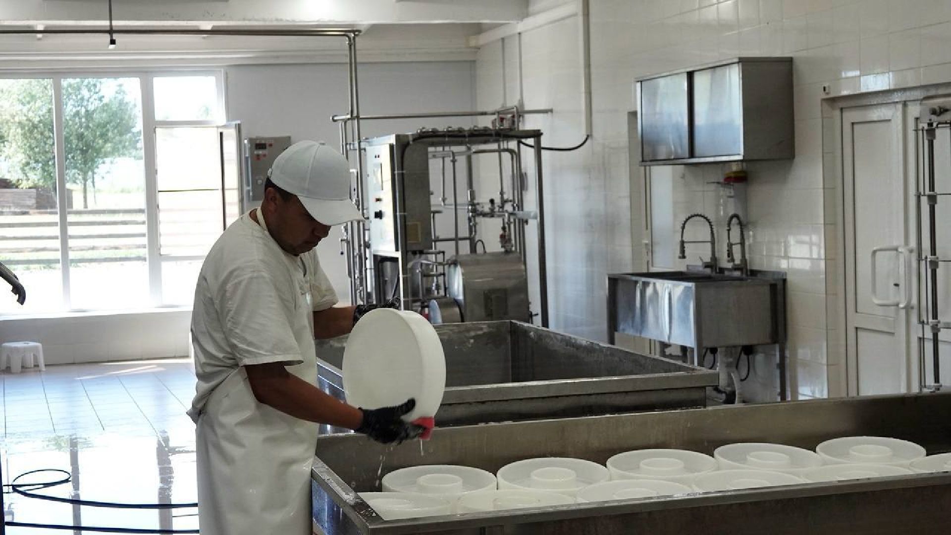 Сыр, Сельское хозяйство, Фермерство, Господдержка, Сыроварня, Фермерская продукция, Сергиево-Посадский городской округ,