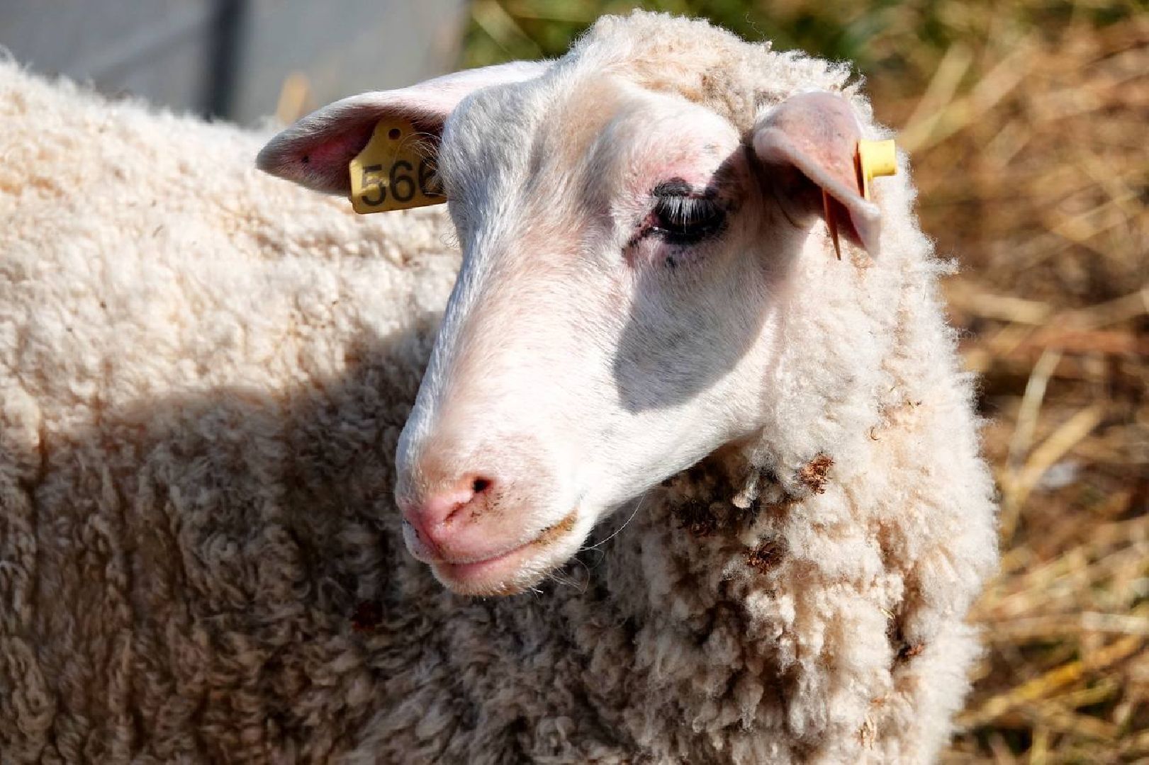 Сыр, Сельское хозяйство, Фермерство, Господдержка, Сыроварня, Фермерская продукция, Сергиево-Посадский городской округ,