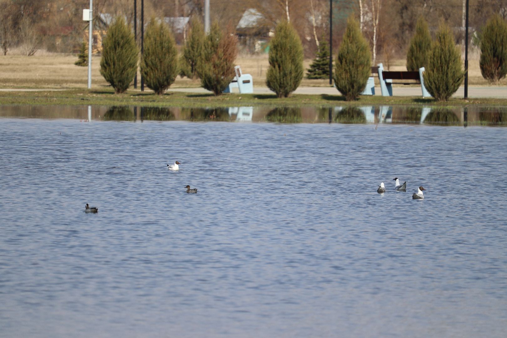 Серебряные Пруды, парк, половодье, природа
