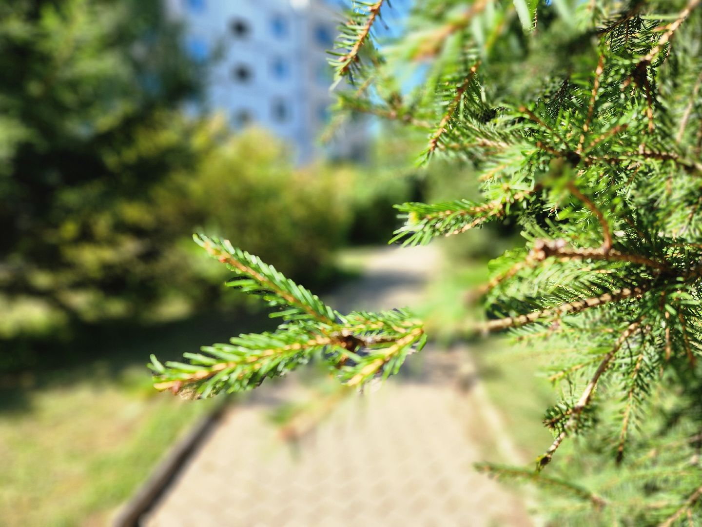 Солнышко, Сквер, реконструкция сквера, колюбакино, благоустройство, руза, рузский городской округ,