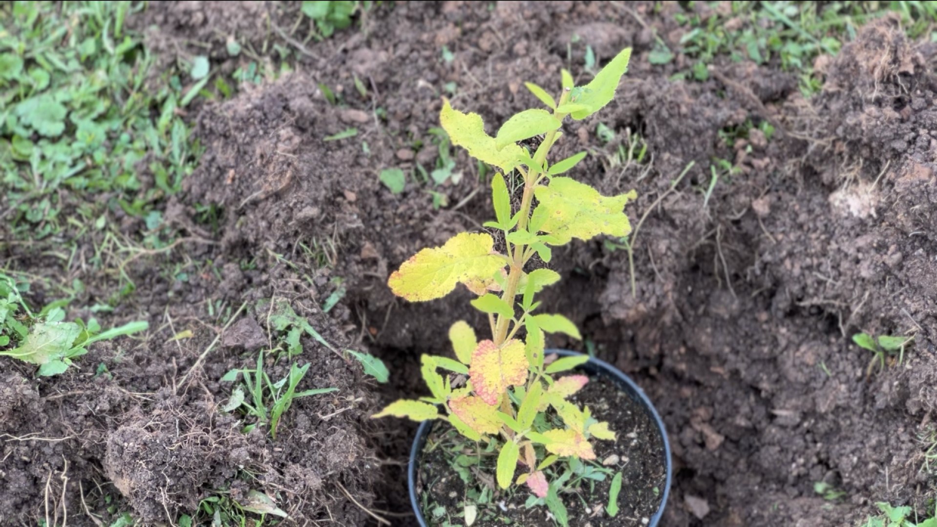химки, благоустройство, больница,садоводство, клумбы,