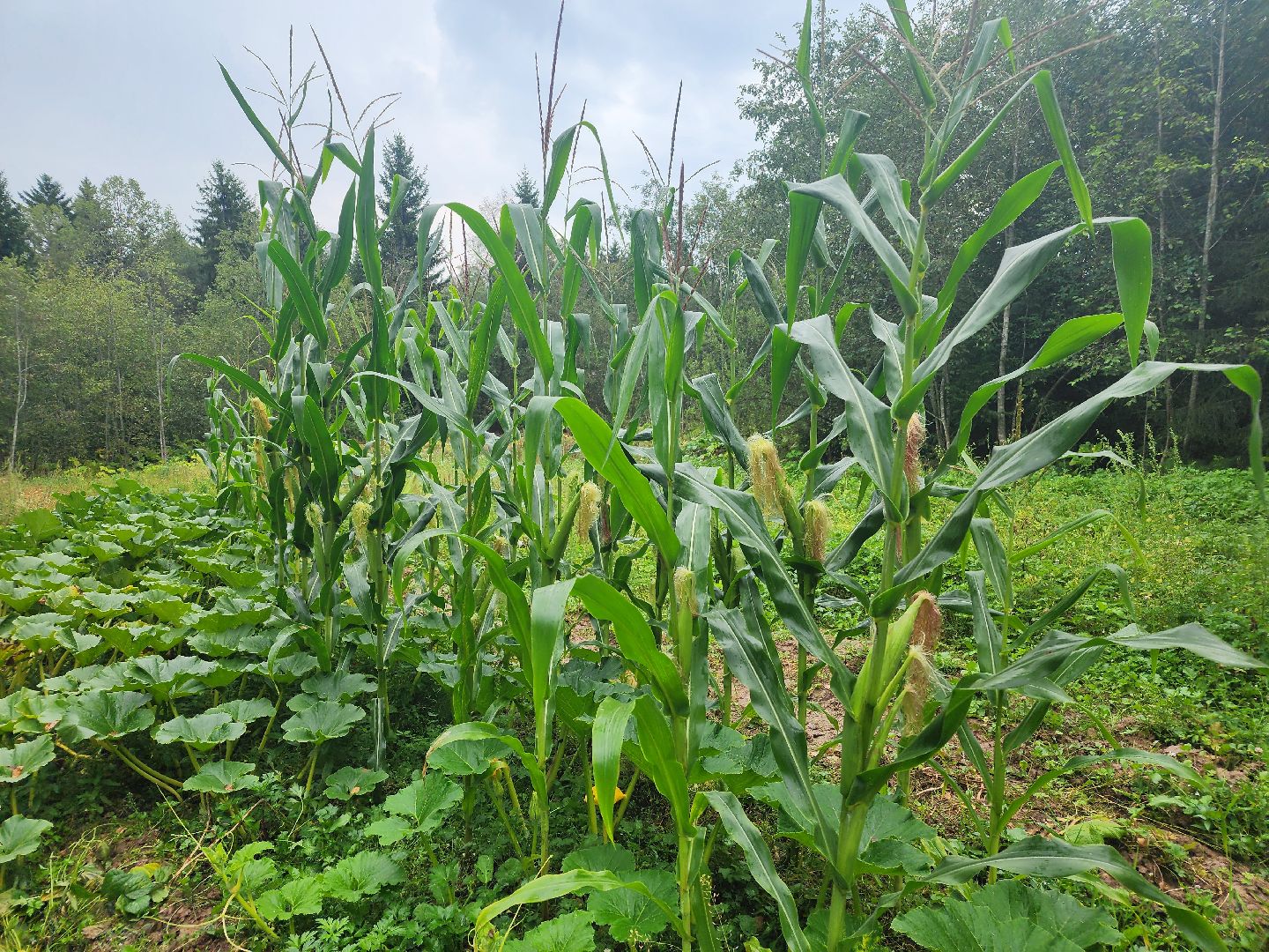 рекорд, тыква, волоколамск,