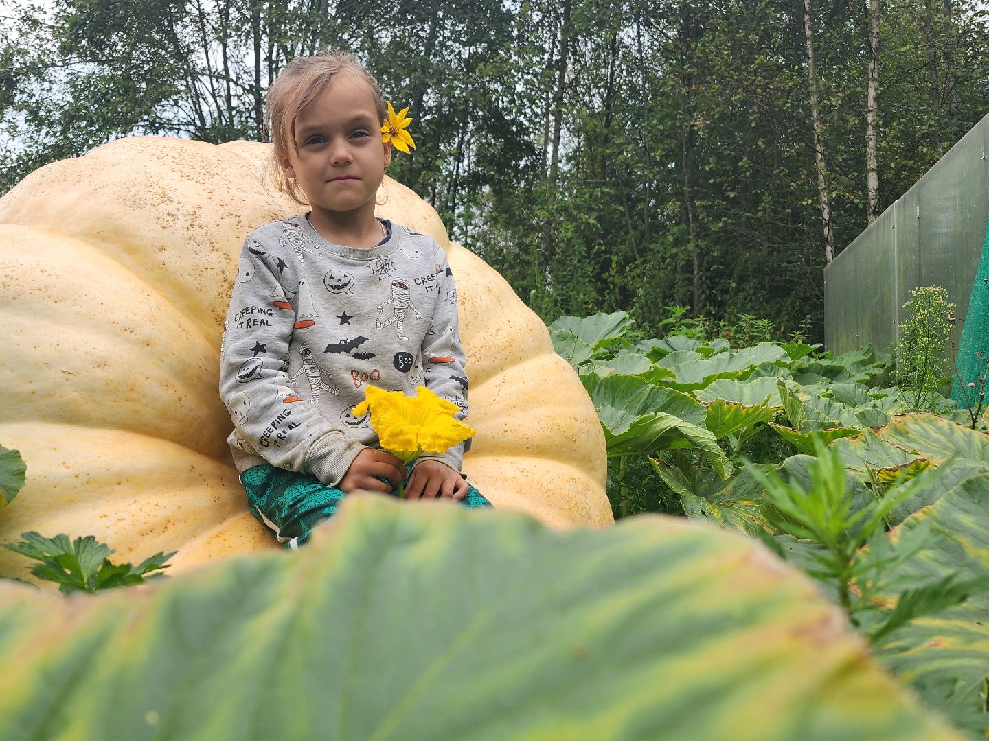 рекорд, тыква, волоколамск,