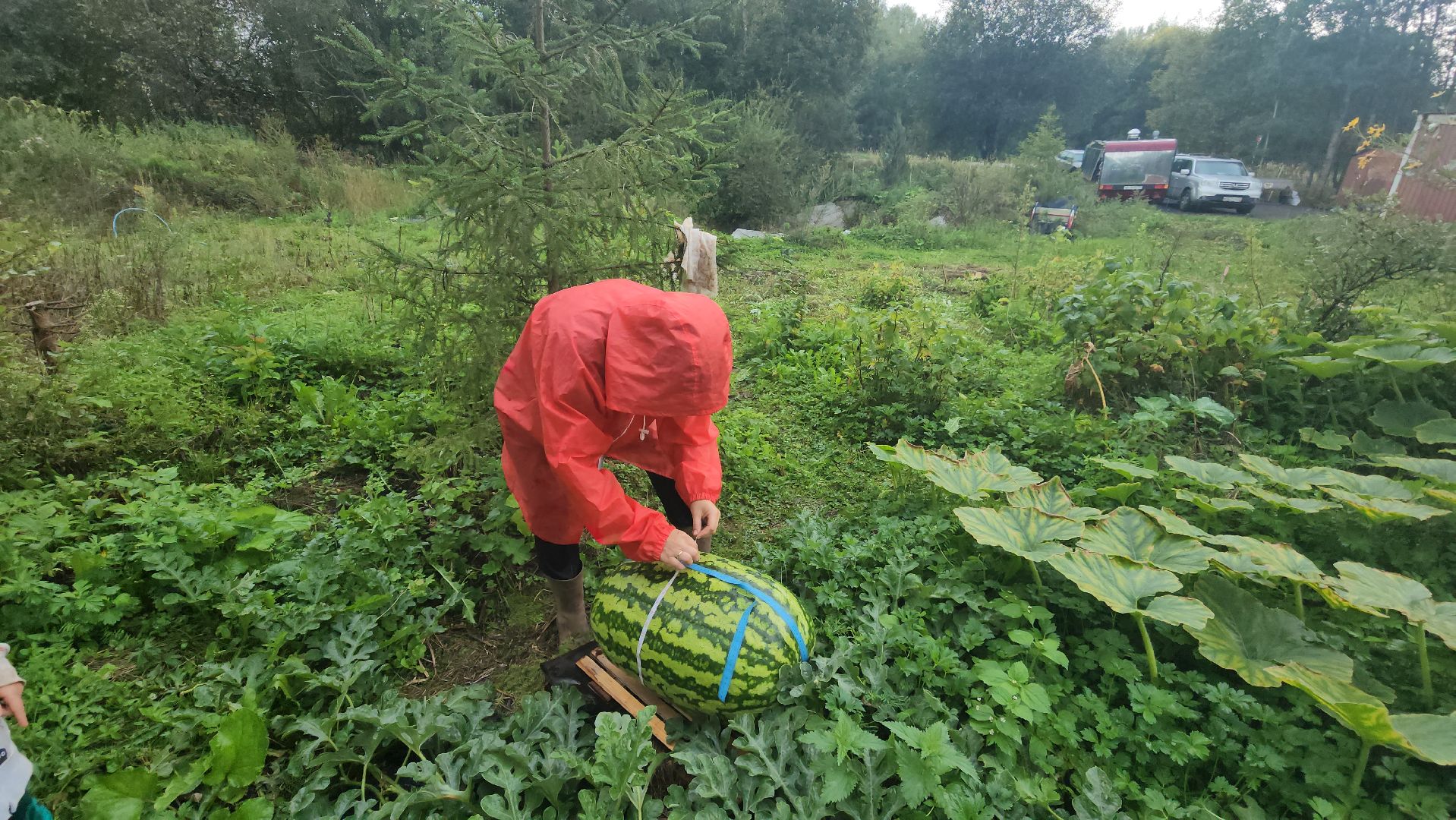 рекорд, тыква, волоколамск,