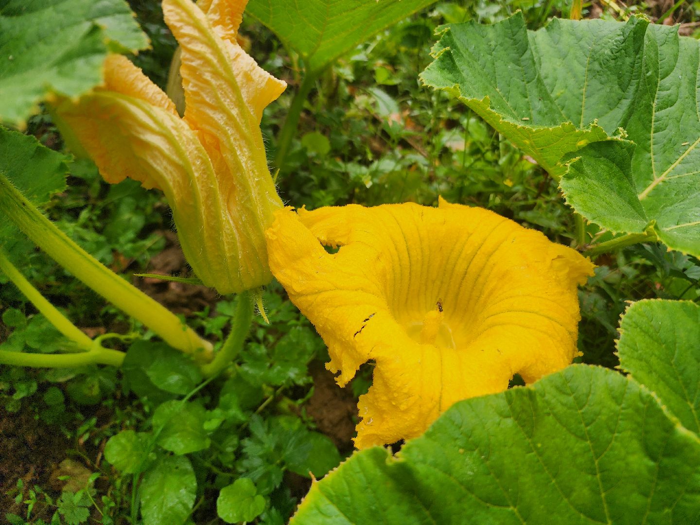 рекорд, тыква, волоколамск,