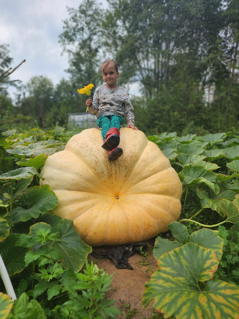 рекорд, тыква, волоколамск,