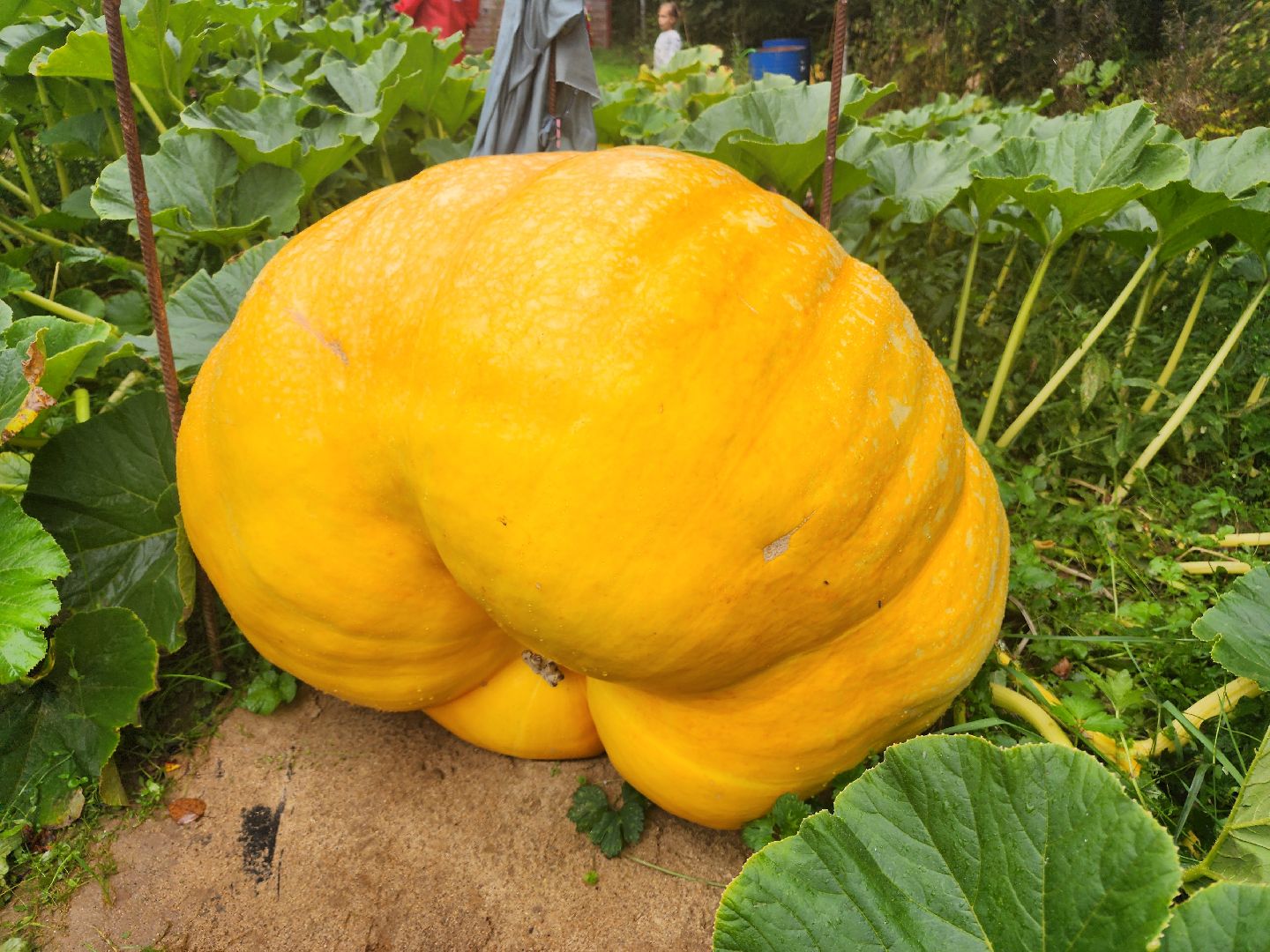 рекорд, тыква, волоколамск,