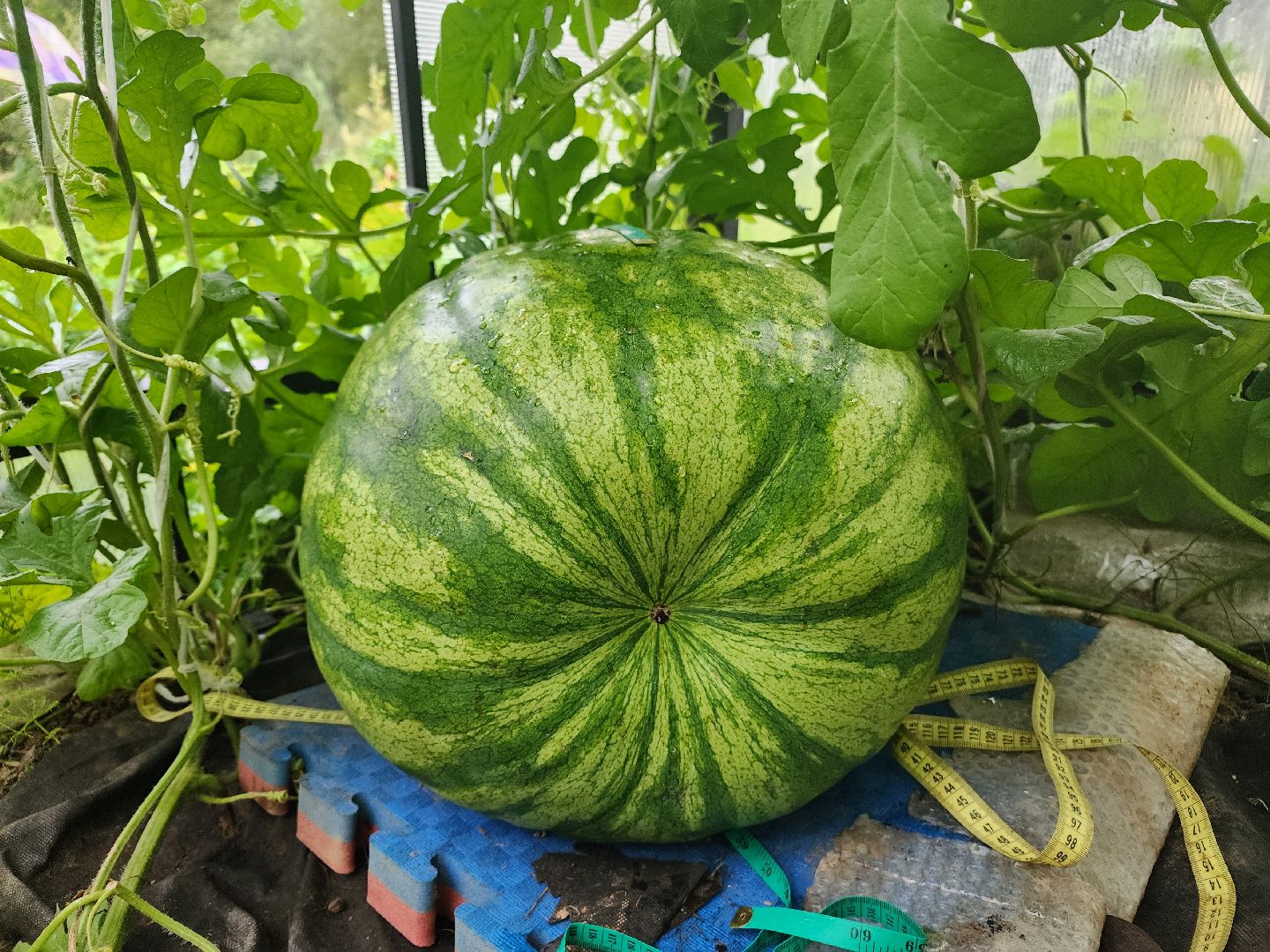 рекорд, тыква, волоколамск,