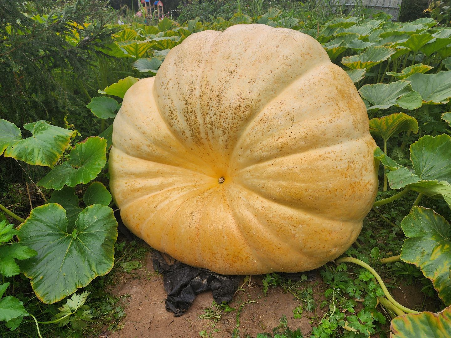 рекорд, тыква, волоколамск,