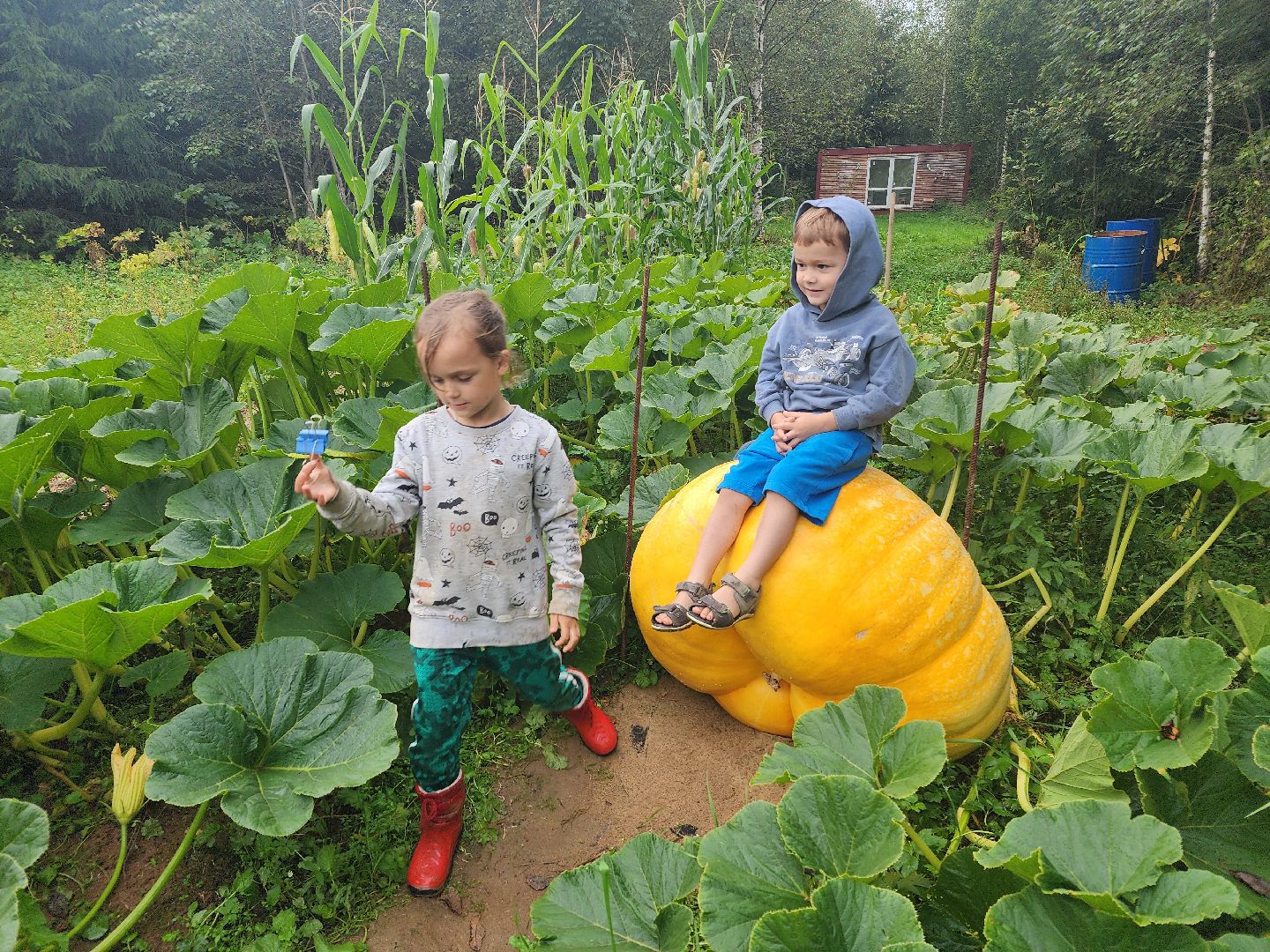 рекорд, тыква, волоколамск,