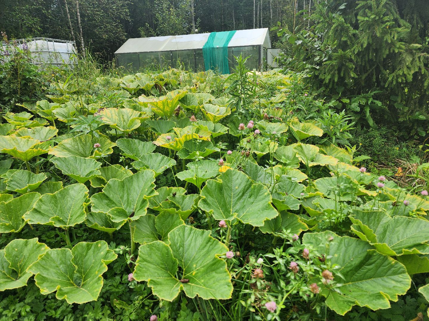 рекорд, тыква, волоколамск,