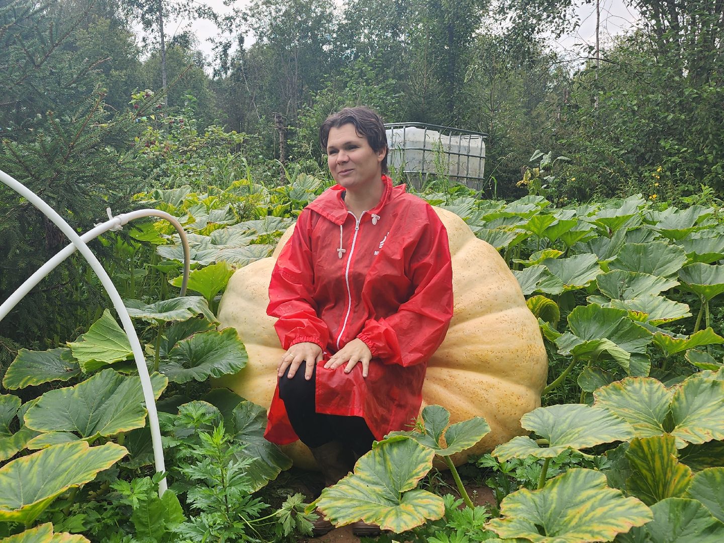 рекорд, тыква, волоколамск,