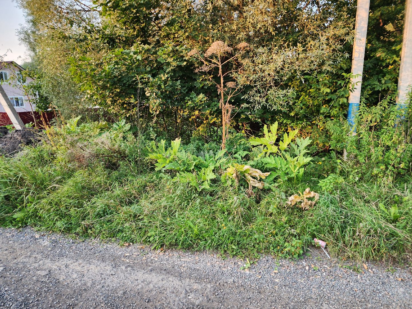 Чехов, деревня Крюково, выездная администрация, встреча с жителями, обращения жителей, дорожный ремонт, освещение, благоустройство, улица Заводская, борщевик,