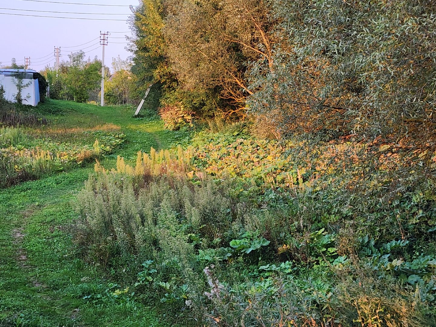 Чехов, деревня Крюково, выездная администрация, встреча с жителями, обращения жителей, дорожный ремонт, освещение, благоустройство, улица Заводская, борщевик,