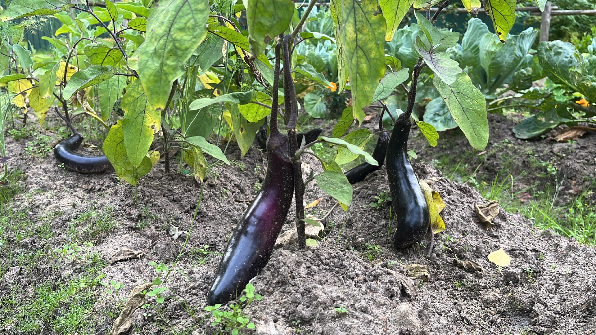 егорьевск, рязановский, рабочий, поселок, ремонт, капитальный, дети, детский сад,