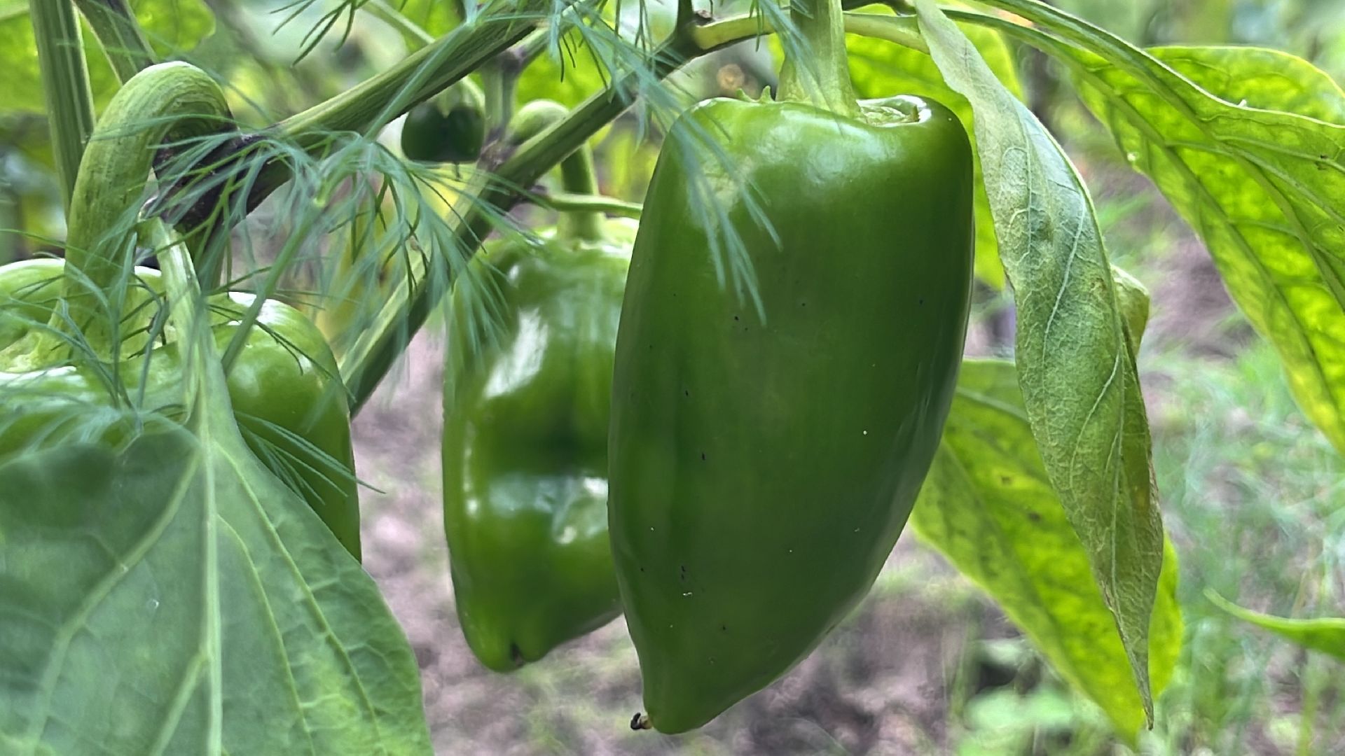 егорьевск, рязановский, рабочий, поселок, ремонт, капитальный, дети, детский сад,