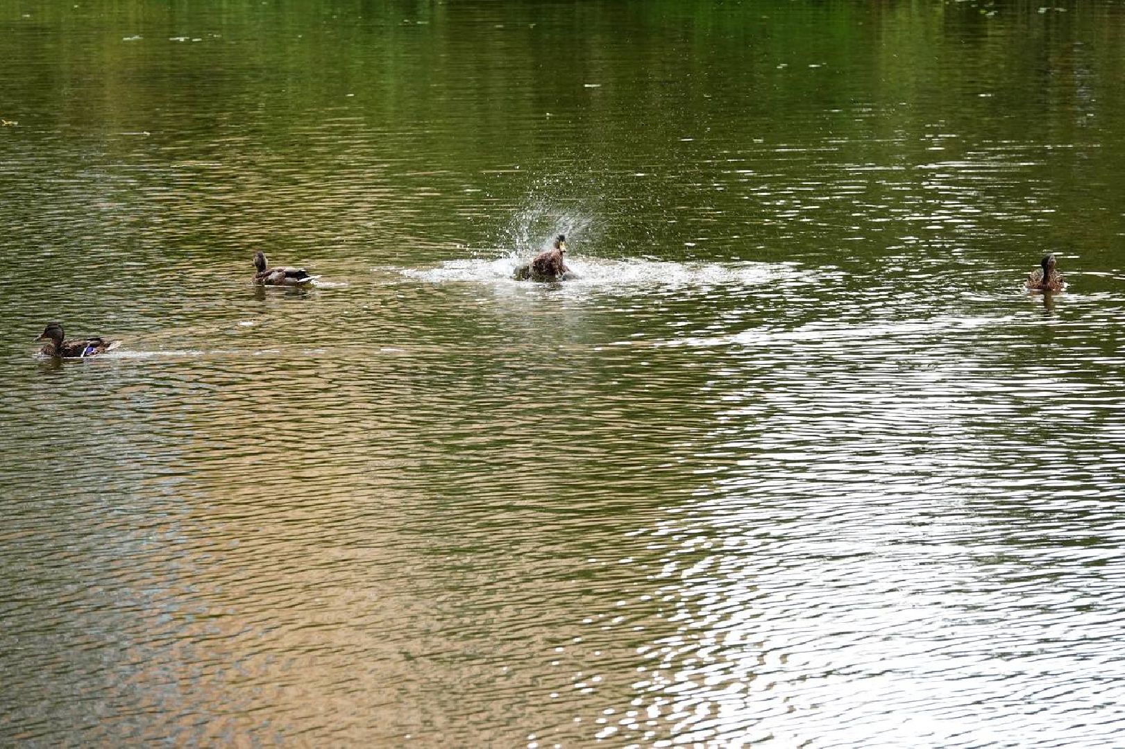 Благоустройство, Сквер, Парк, Общественные территории, Инфраструктура, Сергиев Посад,