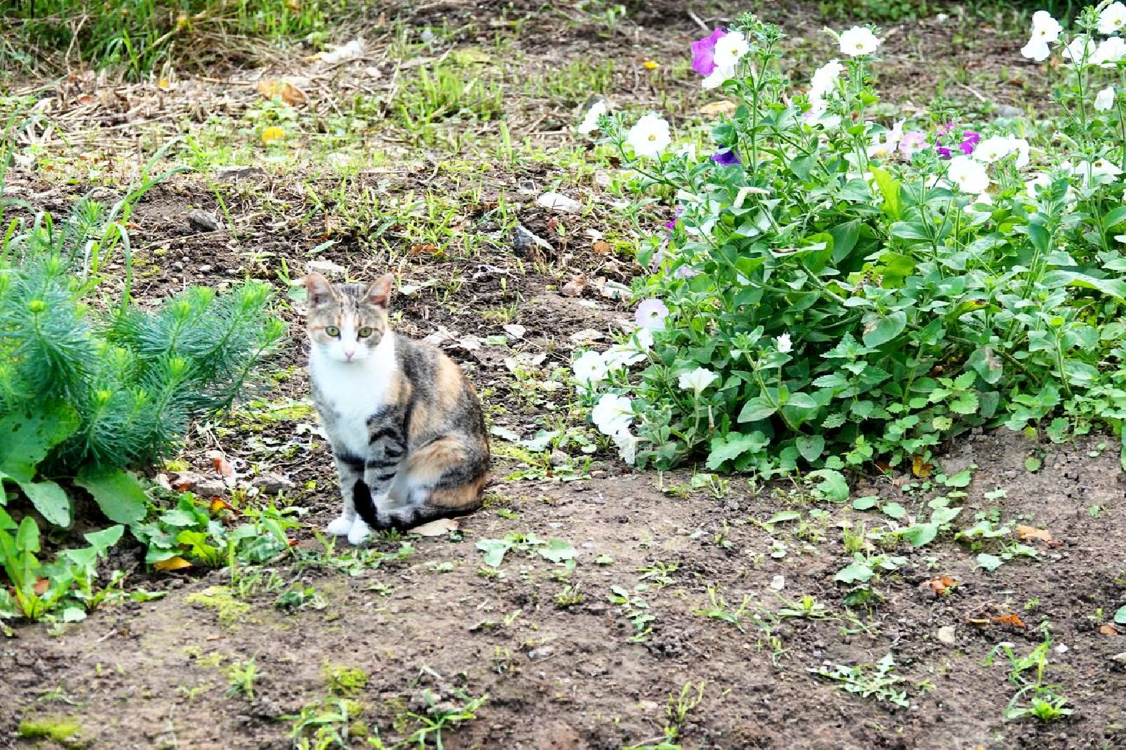 Благоустройство, Сквер, Парк, Общественные территории, Инфраструктура, Сергиев Посад,