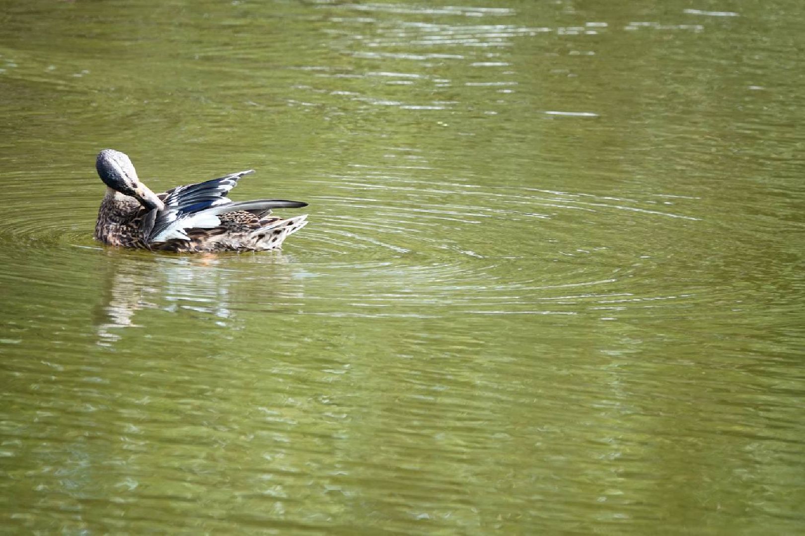 Благоустройство, Сквер, Парк, Общественные территории, Инфраструктура, Сергиев Посад,